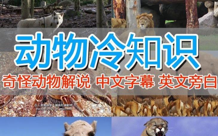 外面卖1699的国外纪录片解说（动物解说、美食、动画片）稳过中视频-学习笔记资源库